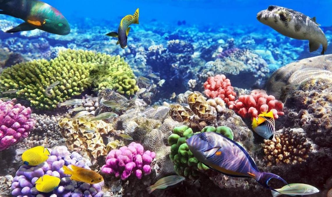 aqaba 1.jpg Aqaba snorkeling